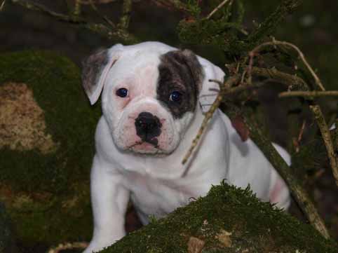Darkenwald american bulldog